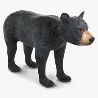 Young Black Bear