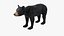 Young Black Bear