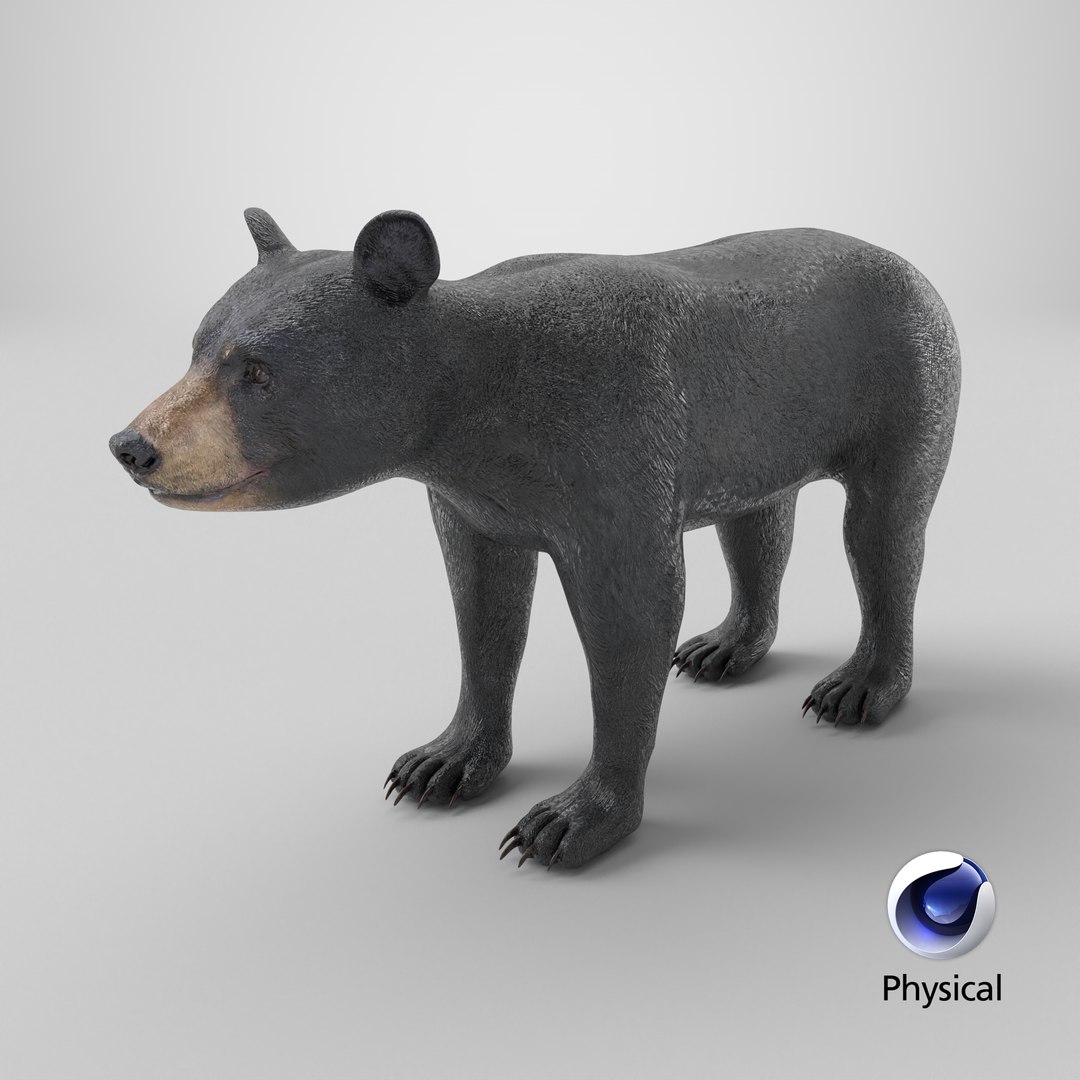 Young Black Bear model https://p.turbosquid.com/ts-thumb/yu/sbGEP9/X7/stemcell_cinema_4d_physical_render/png/1724316237/1920x1080/fit_q87/5389c603bb4d708bbac53fbb1d75ed0ab57d739d/stemcell_cinema_4d_physical_render.jpg