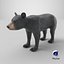 Young Black Bear