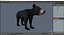 Young Black Bear