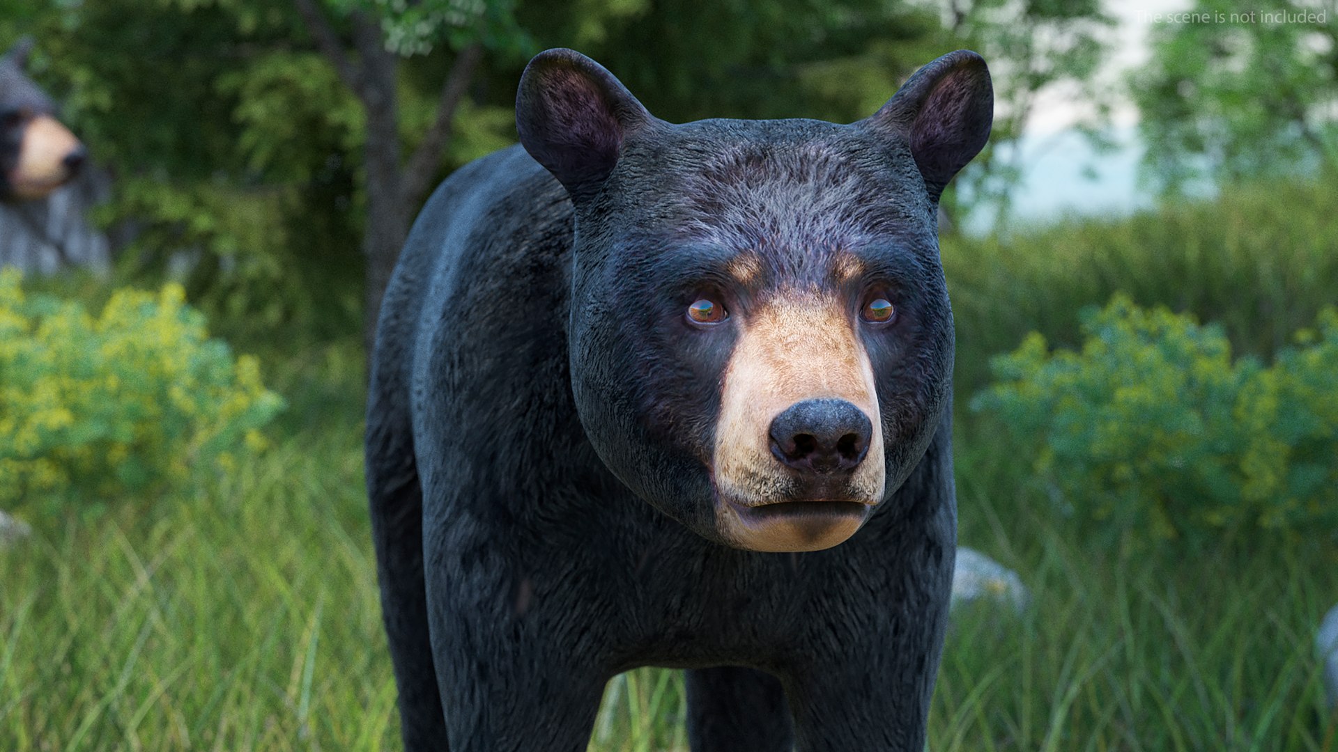 Young Black Bear model https://p.turbosquid.com/ts-thumb/yu/sbGEP9/cJ/youngblackbearvray3dmodel005/jpg/1721007704/1920x1080/fit_q87/e04fb00d6133026bf3dc57c10ad190aaca61ec08/youngblackbearvray3dmodel005.jpg