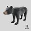 Young Black Bear