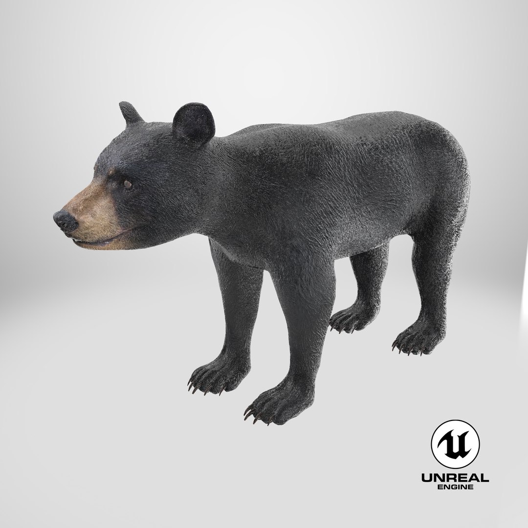 Young Black Bear model https://p.turbosquid.com/ts-thumb/yu/sbGEP9/fq/stemcell_unreal_render/png/1724316244/1920x1080/fit_q87/01b935af32f82c89e298b75365d55b84442a06df/stemcell_unreal_render.jpg