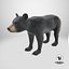Young Black Bear