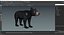 Young Black Bear