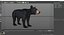 Young Black Bear