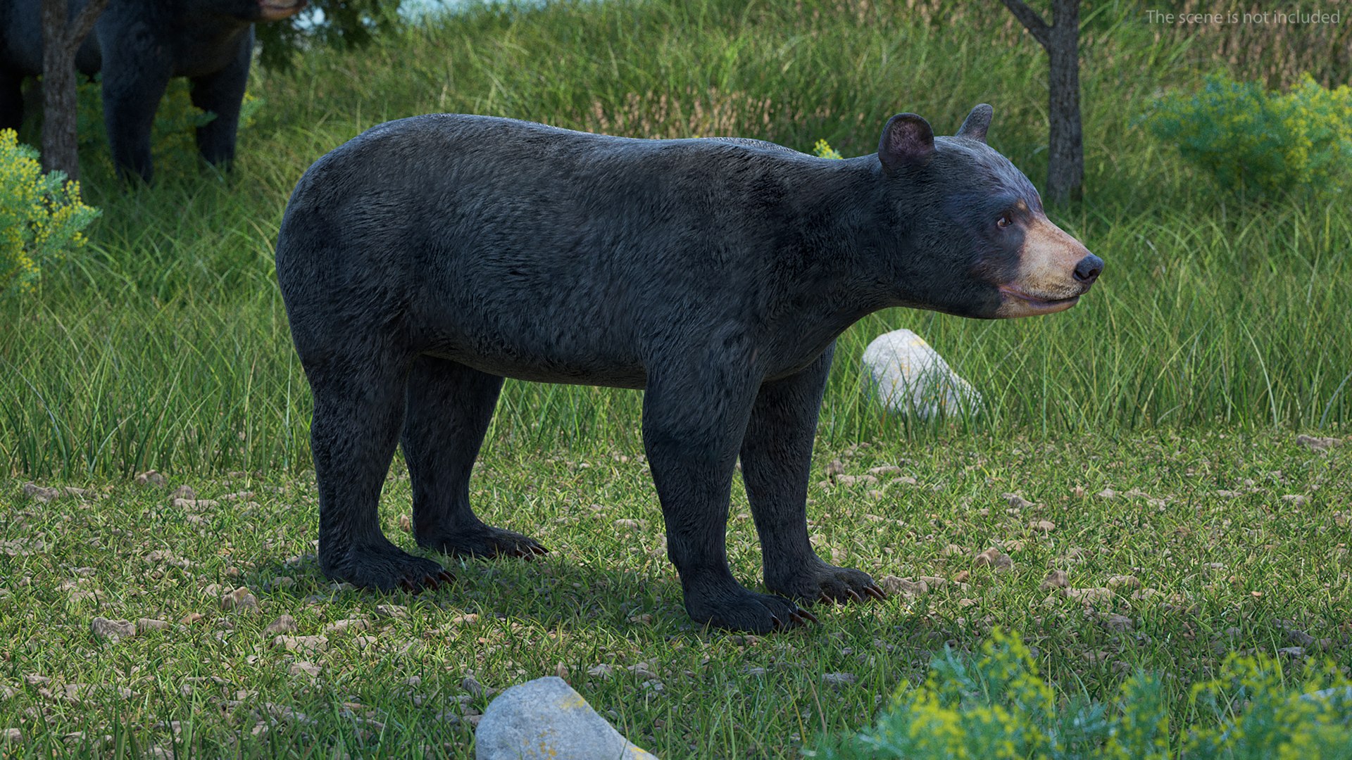 Young Black Bear model https://p.turbosquid.com/ts-thumb/yu/sbGEP9/up/youngblackbearvray3dmodel003/jpg/1721007695/1920x1080/fit_q87/6c67721725d7a0cb98c949dbbb700e95401c52cc/youngblackbearvray3dmodel003.jpg