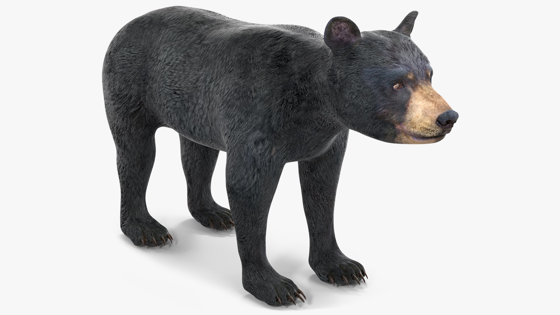 Young Black Bear 3D model preview