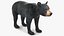 Young Black Bear