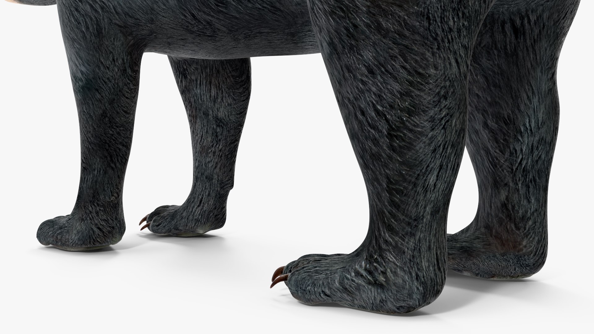 Young Black Bear model https://p.turbosquid.com/ts-thumb/yu/sbGEP9/zo/youngblackbearvray3dmodel016/jpg/1721007743/1920x1080/fit_q87/23a918f4d62fb4a9ccb24e1e77ab494de8515161/youngblackbearvray3dmodel016.jpg