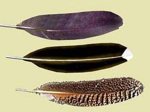 feather