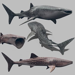 Real Whale Shark 8K - 3d animated