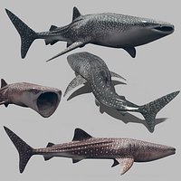 Real Whale Shark 8K - 3d animated