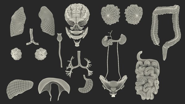 Girl Internal Organs Anatomy model - TurboSquid 1948011