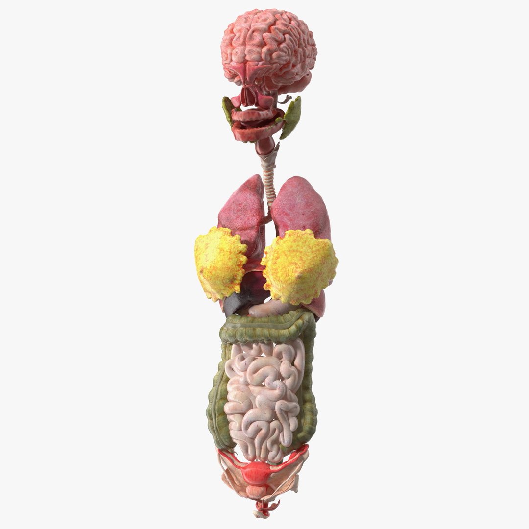 Girl Internal Organs Anatomy 3D model preview