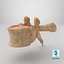 vertebrae 3D model