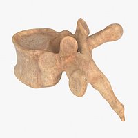 vertebrae