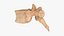 vertebrae 3D model