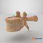 vertebrae 3D model