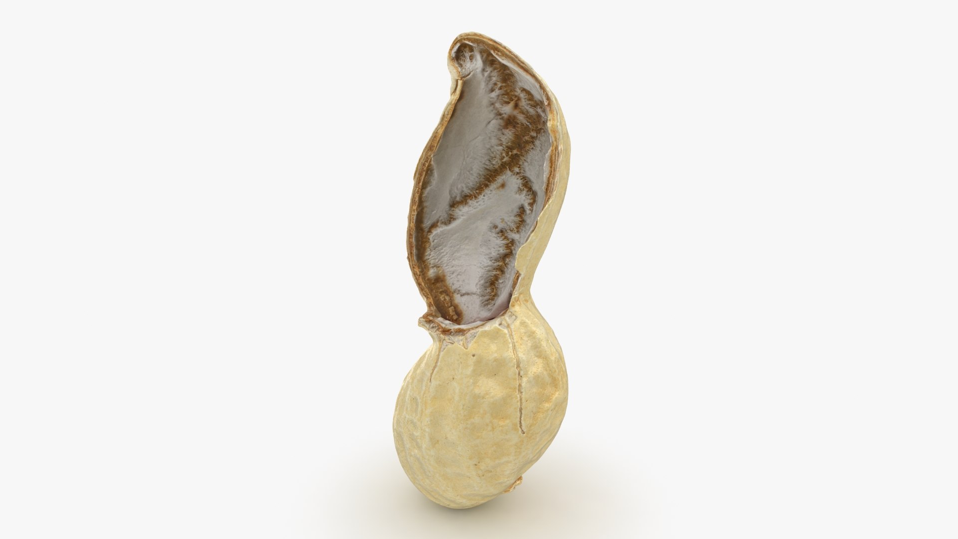 Open Peanut Shell 01 3D Model - TurboSquid 1955653