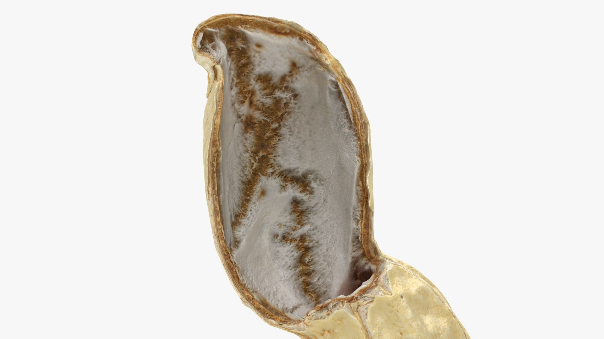 Open Peanut Shell 01 3D Model - TurboSquid 1955653