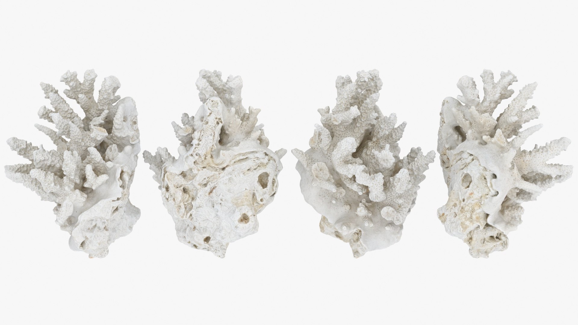 3D White Coral Collection https://p.turbosquid.com/ts-thumb/yv/EVpkeM/3Y/whitecoral01_a0002/jpg/1783508629/1920x1080/fit_q87/cbe6a35adc6fb0a2613053cb07ef5502dbfa7bbf/whitecoral01_a0002.jpg