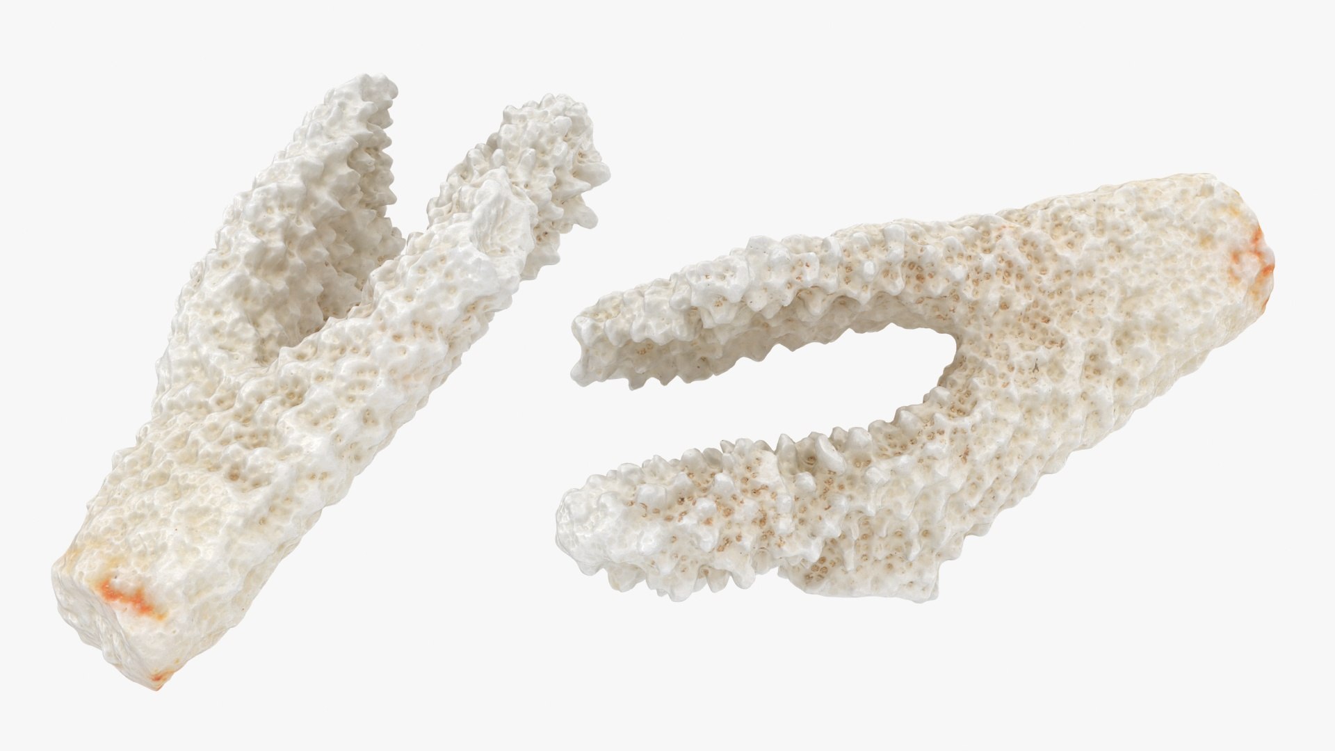 3D White Coral Collection https://p.turbosquid.com/ts-thumb/yv/EVpkeM/6I/zacroporaflorida03_a0002/jpg/1783508635/1920x1080/fit_q87/3ceea813e841e18bf2ff4b6976cb4767243ab1af/zacroporaflorida03_a0002.jpg