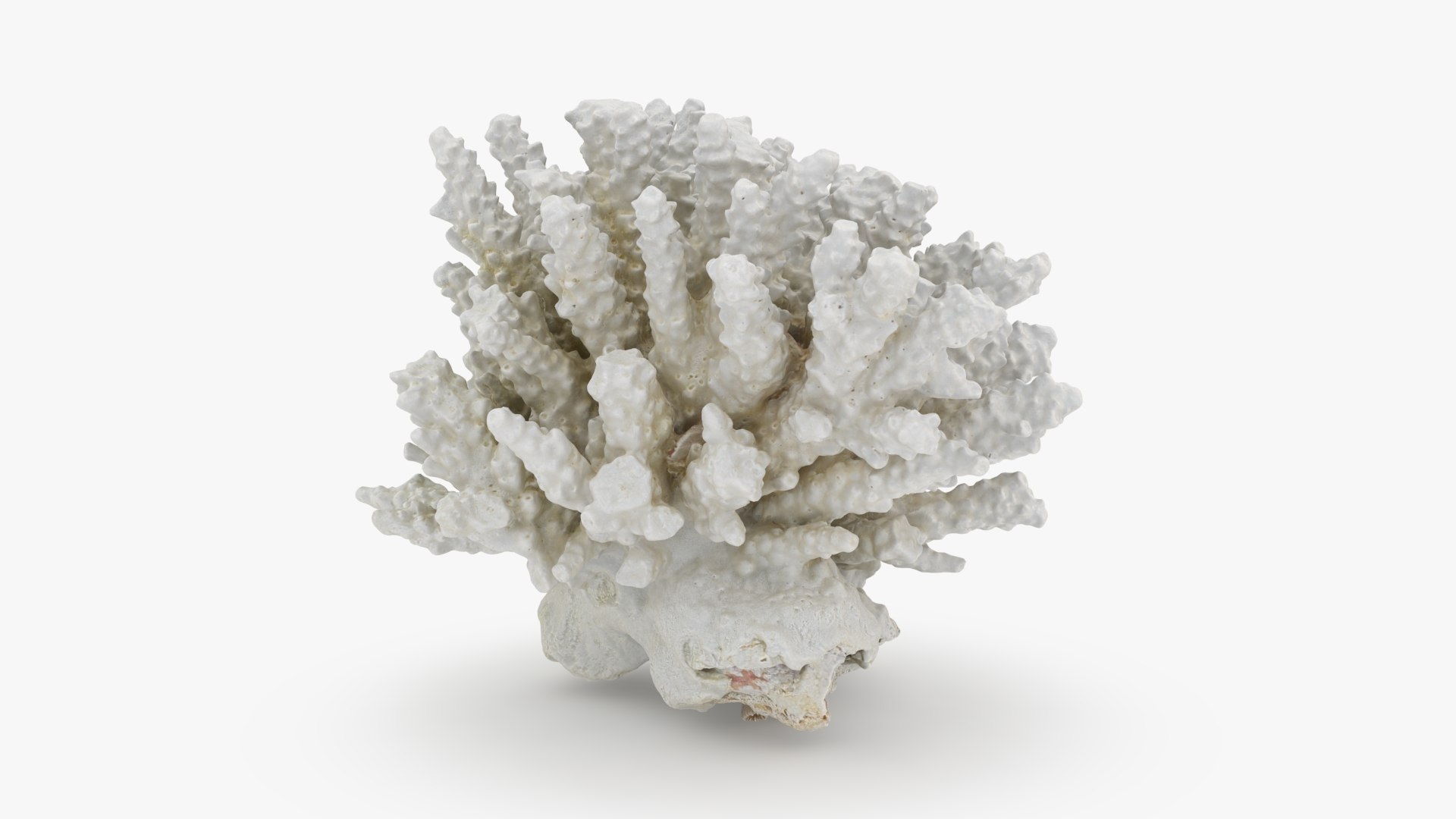 3D White Coral Collection https://p.turbosquid.com/ts-thumb/yv/EVpkeM/AY/whitecoralpiece3_a0001/jpg/1783508632/1920x1080/fit_q87/718e33404a6d458c817a20eb0eeb1dfa9263f61d/whitecoralpiece3_a0001.jpg