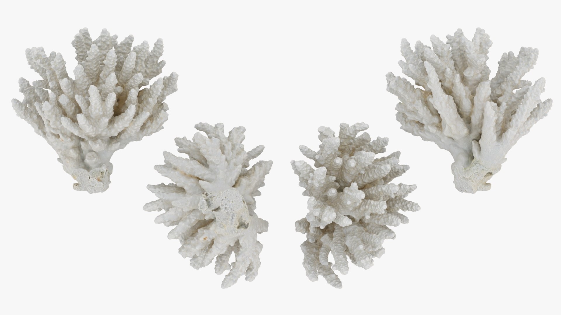 3D White Coral Collection https://p.turbosquid.com/ts-thumb/yv/EVpkeM/Al/whitecoralpiece1_a0002/jpg/1783508631/1920x1080/fit_q87/3b55a6a0aa39e32923a30c64e5407496c894708a/whitecoralpiece1_a0002.jpg