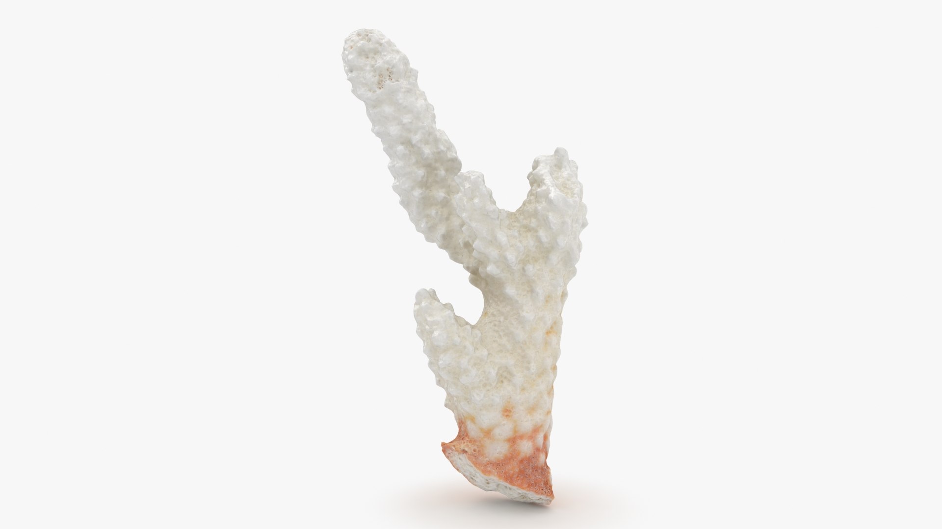 3D White Coral Collection https://p.turbosquid.com/ts-thumb/yv/EVpkeM/EM/zacroporaflorida01_a0001/jpg/1783508633/1920x1080/fit_q87/55cb622f9f886211c4522375ac8642679a7b5532/zacroporaflorida01_a0001.jpg
