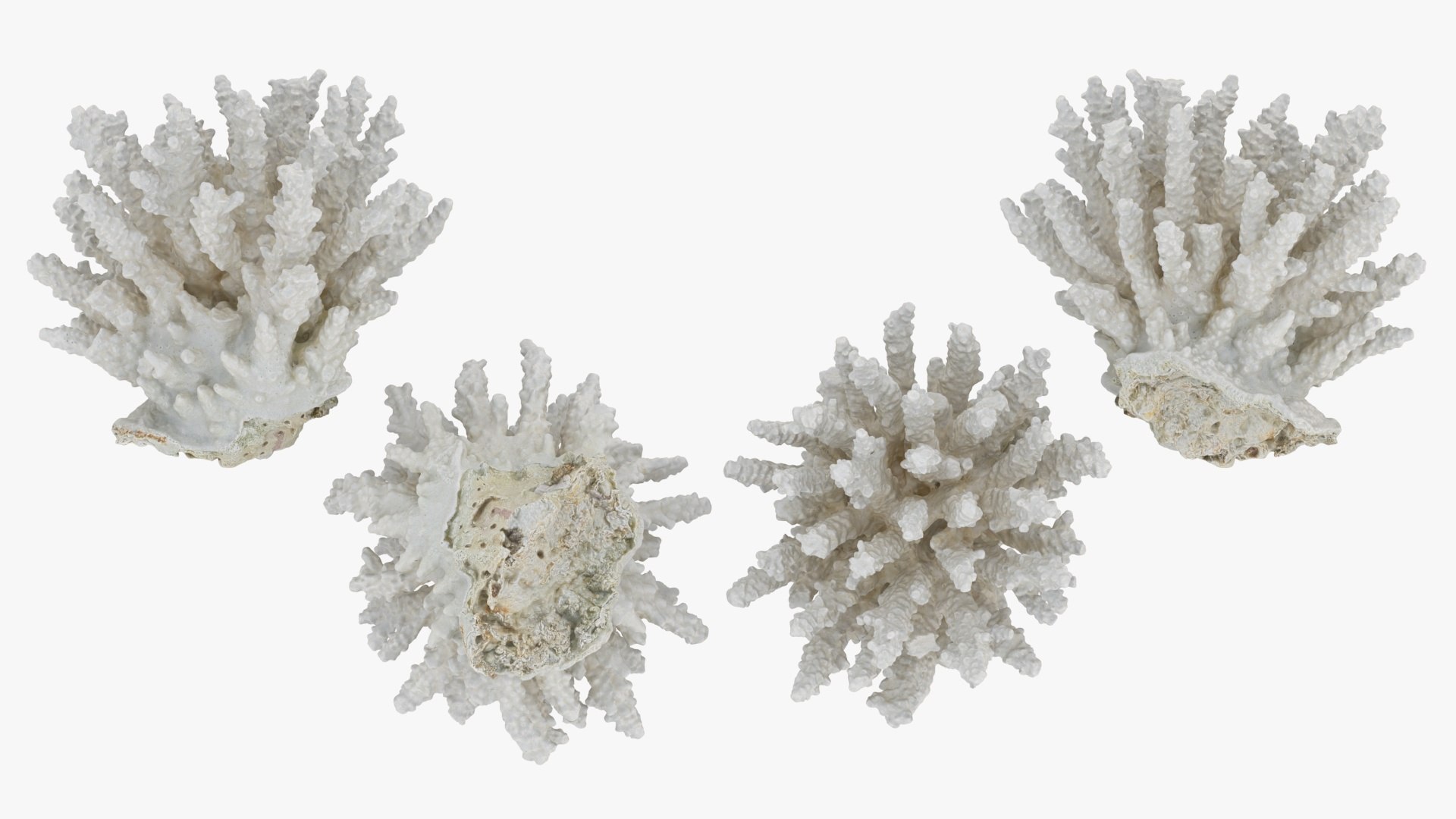 3D White Coral Collection https://p.turbosquid.com/ts-thumb/yv/EVpkeM/ZI/whitecoralpiece2_a0002/jpg/1783508631/1920x1080/fit_q87/88aca776e0b2b187012c6f4356e4d1fb61cabeb5/whitecoralpiece2_a0002.jpg