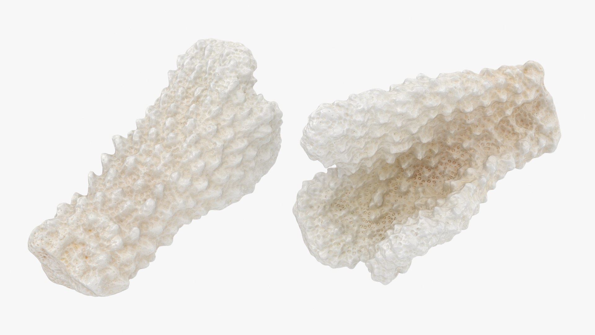 3D White Coral Collection https://p.turbosquid.com/ts-thumb/yv/EVpkeM/aC/zacroporaflorida02_a0002/jpg/1783508634/1920x1080/fit_q87/aa8c1ac5af1e9fd45bc0f6156df8ad076419d5d1/zacroporaflorida02_a0002.jpg