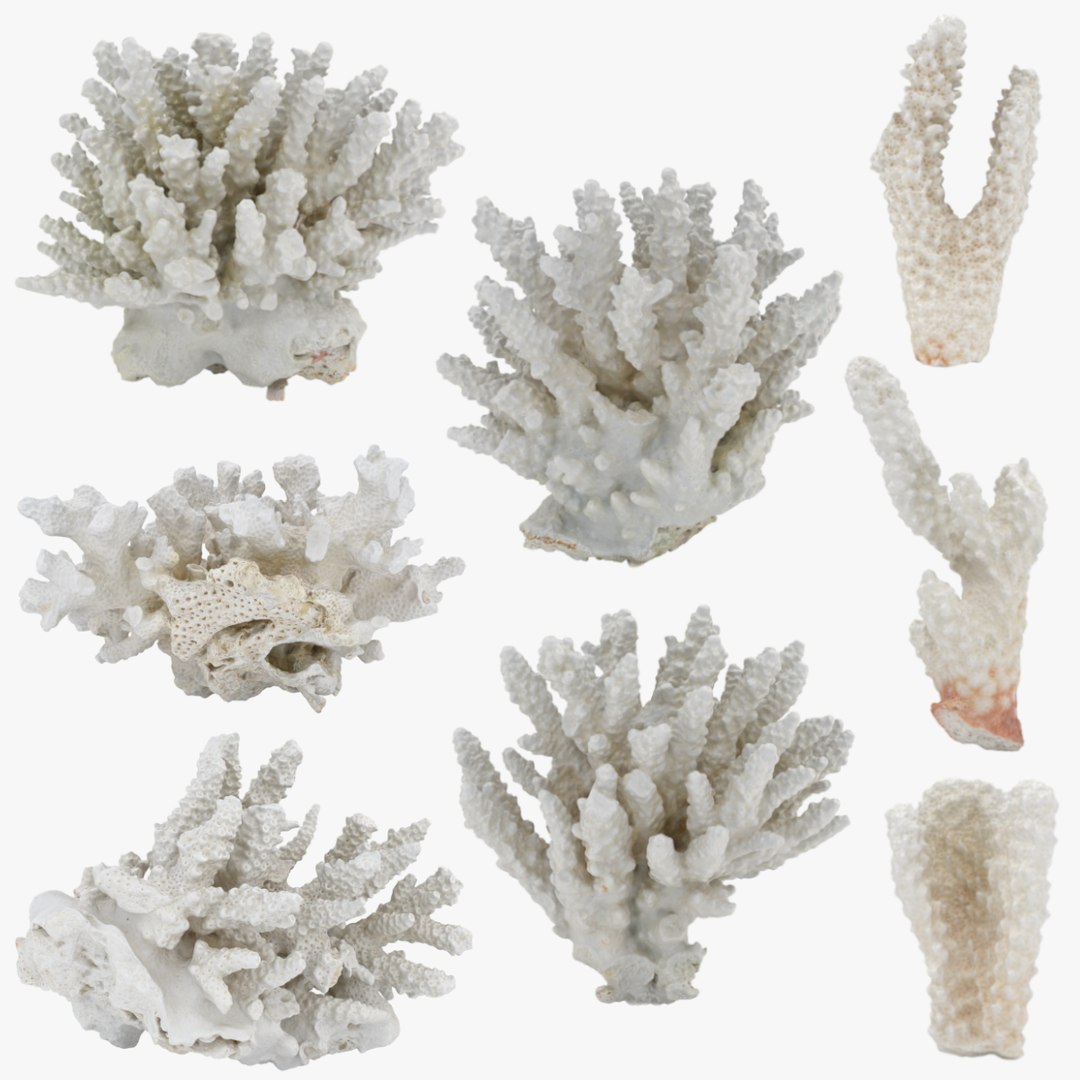 3D White Coral Collection https://p.turbosquid.com/ts-thumb/yv/EVpkeM/cW/whitecoralcollection/png/1783508574/1920x1080/fit_q87/ec77542ee68ae77282949b45e4d92071dc0d69a7/whitecoralcollection.jpg