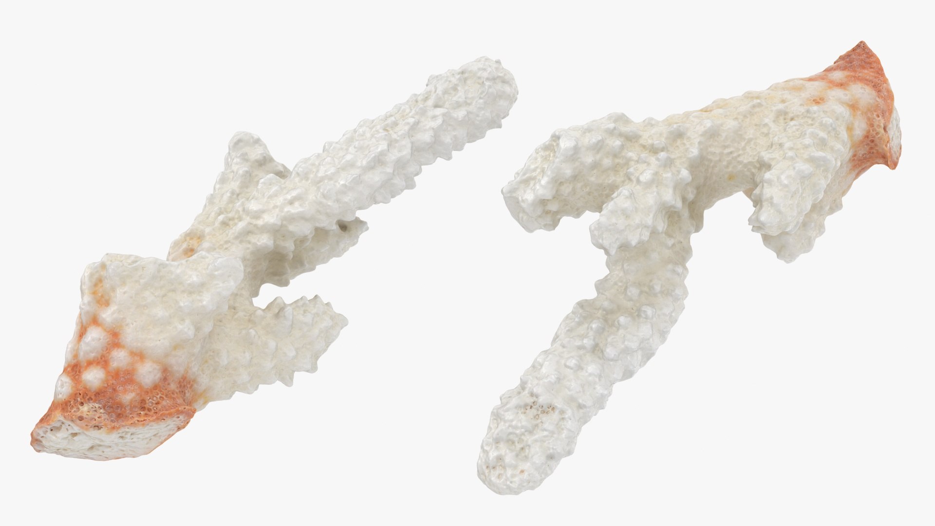 3D White Coral Collection https://p.turbosquid.com/ts-thumb/yv/EVpkeM/mN/zacroporaflorida01_a0002/jpg/1783508634/1920x1080/fit_q87/c60e59762e9e9626f43d051ca743bfd3e54464e6/zacroporaflorida01_a0002.jpg