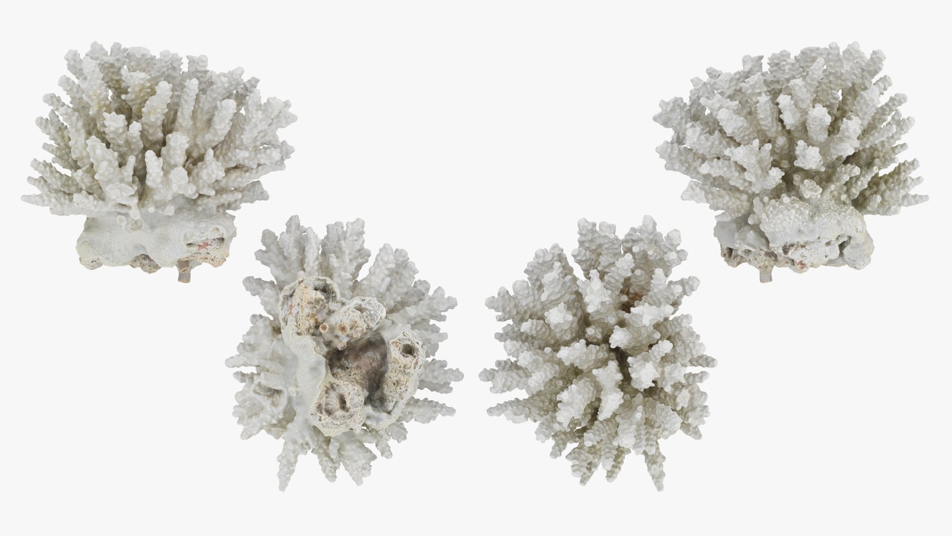3D White Coral Collection https://p.turbosquid.com/ts-thumb/yv/EVpkeM/nm/whitecoralpiece3_a0002/jpg/1783508633/1920x1080/fit_q87/8b139943aa499a5bd43c2abdadcbfde38d079aab/whitecoralpiece3_a0002.jpg