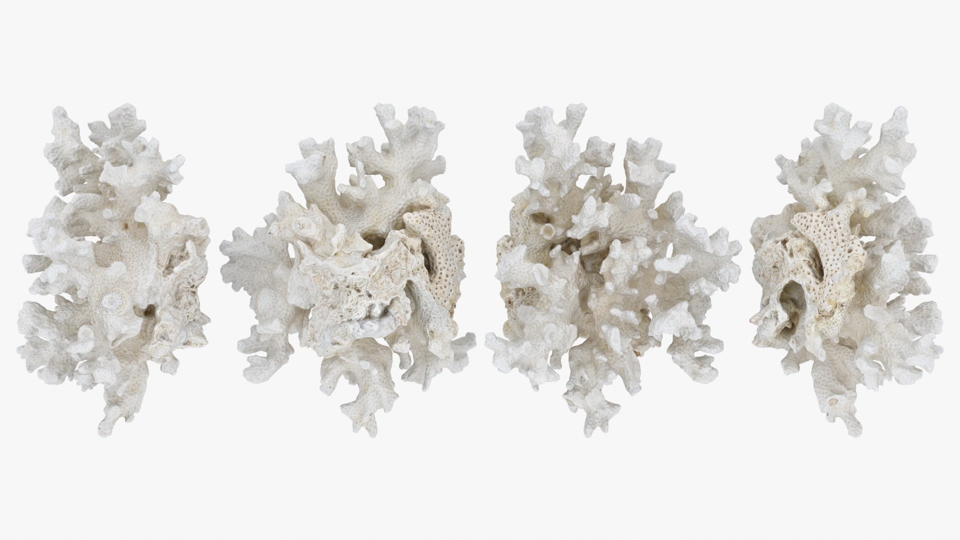 3D White Coral Collection https://p.turbosquid.com/ts-thumb/yv/EVpkeM/s3/whitecoral02_a0002/jpg/1783508630/1920x1080/fit_q87/34d1f66e95d78d2747dfa8e76d0456103b4ae9b6/whitecoral02_a0002.jpg