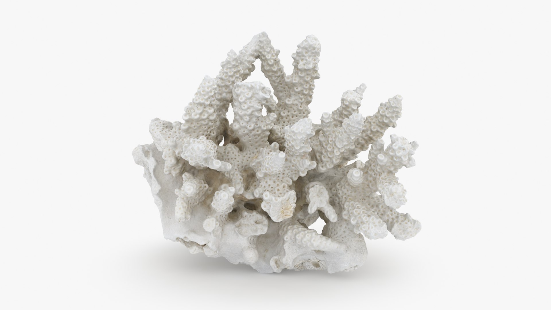 3D White Coral Collection https://p.turbosquid.com/ts-thumb/yv/EVpkeM/vy/whitecoral01_a0001/jpg/1783508629/1920x1080/fit_q87/2cf283ac7d154c638edf1b351bbc60748d8d8c44/whitecoral01_a0001.jpg