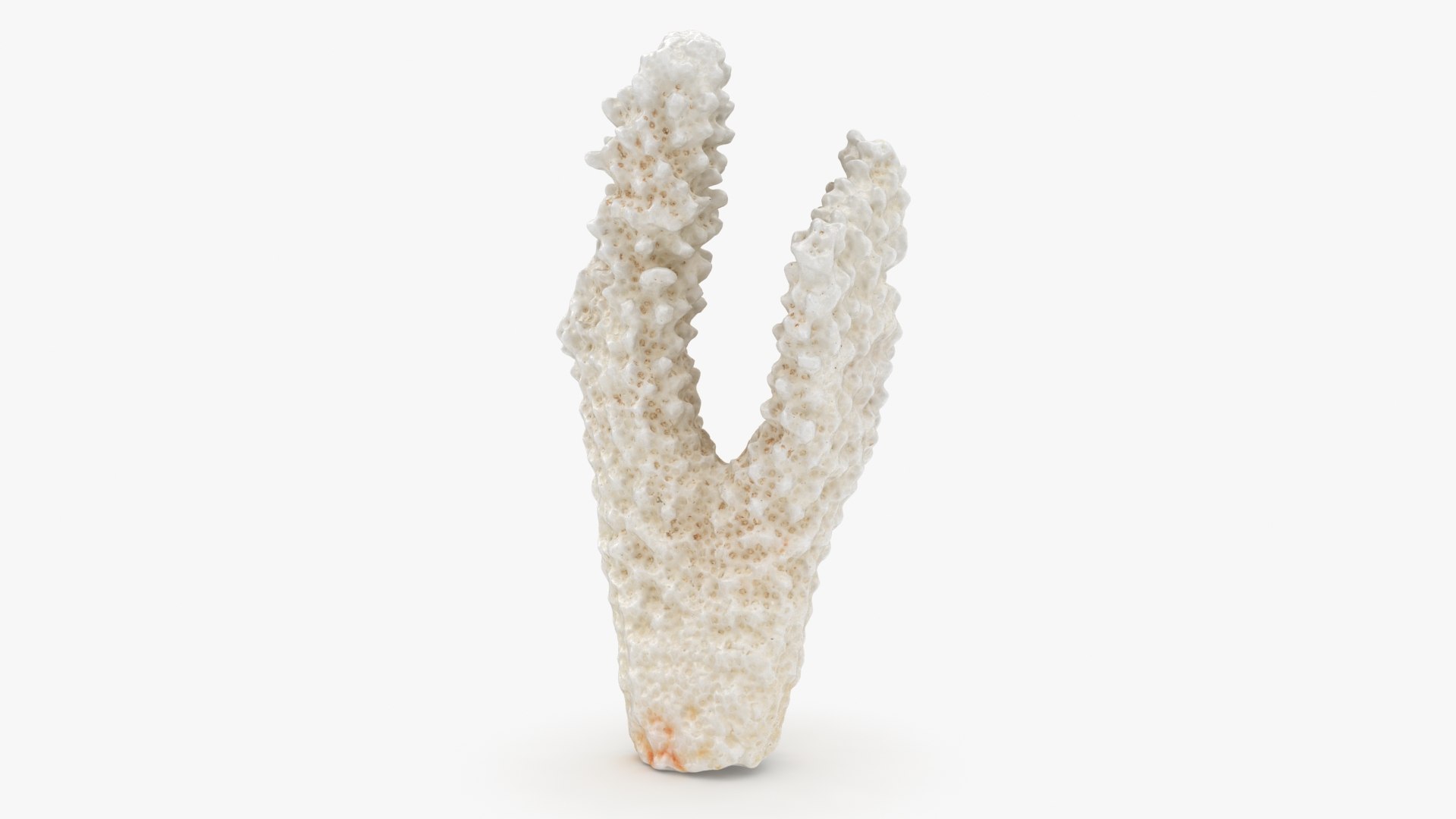 3D White Coral Collection https://p.turbosquid.com/ts-thumb/yv/EVpkeM/zE/zacroporaflorida03_a0001/jpg/1783508635/1920x1080/fit_q87/b2969c28774f3a88dd07aea0953ac8d6e653a0d6/zacroporaflorida03_a0001.jpg