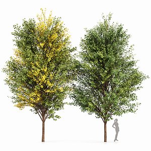 Canadian Poplar 2 Trees 3D