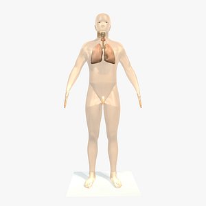male body lungs 3ds