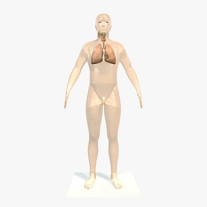Male Body and lungs