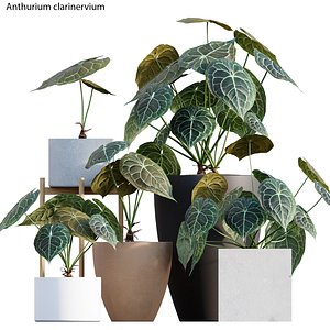 3D Anthurium clarinervium