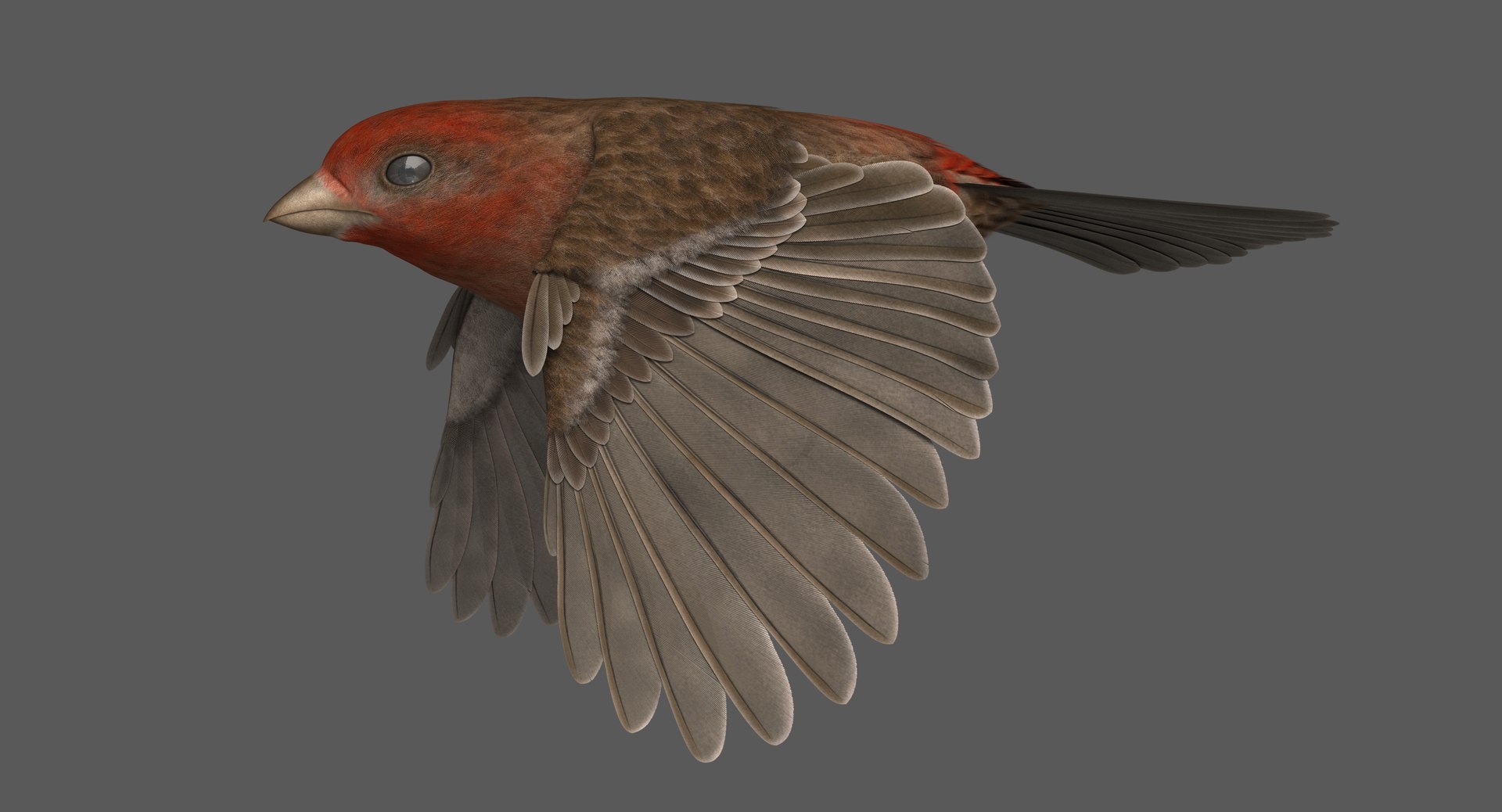 3D model rigged house finch - TurboSquid 1385068