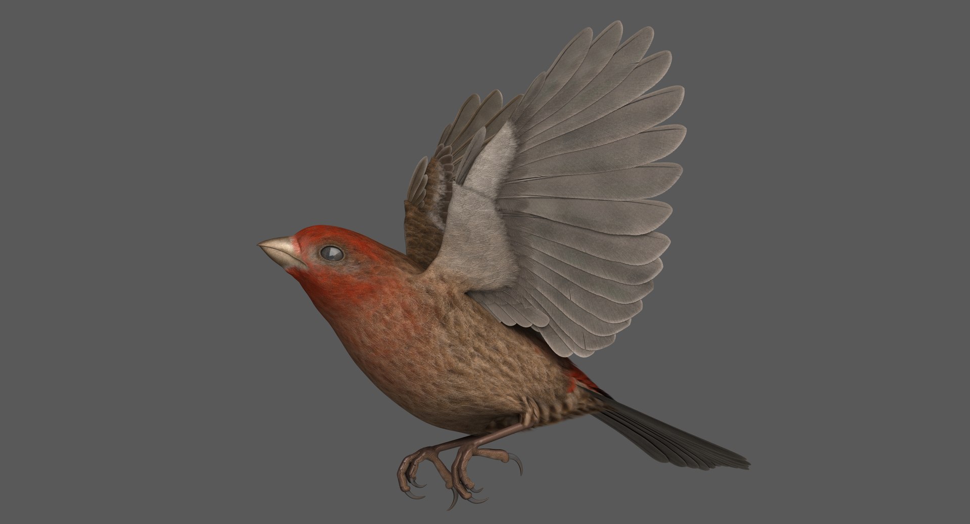 3D model rigged house finch - TurboSquid 1385068