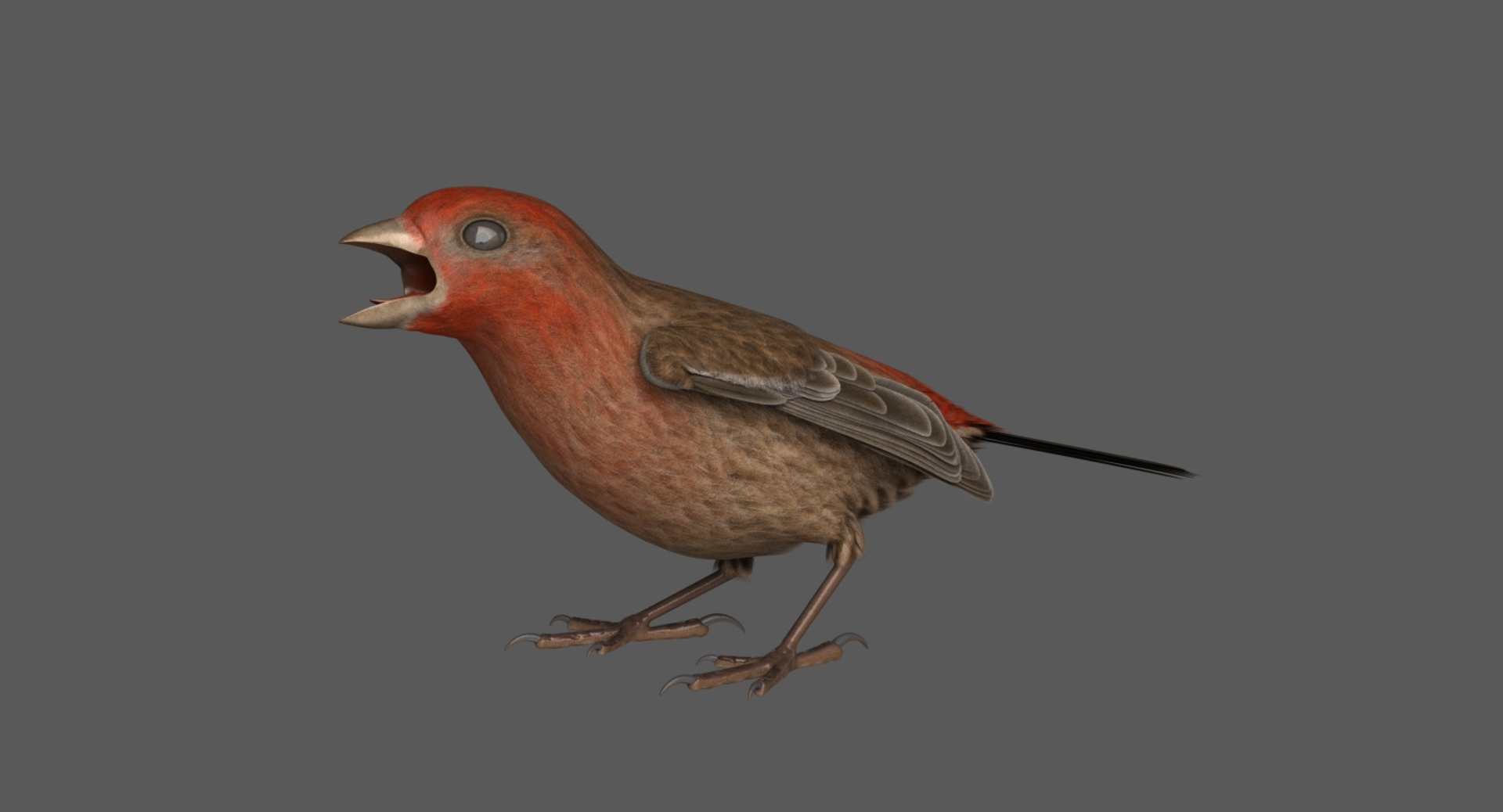 3D model rigged house finch - TurboSquid 1385068