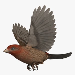 House Finch Rigged
