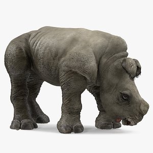 3D model baby rhino drinking pose
