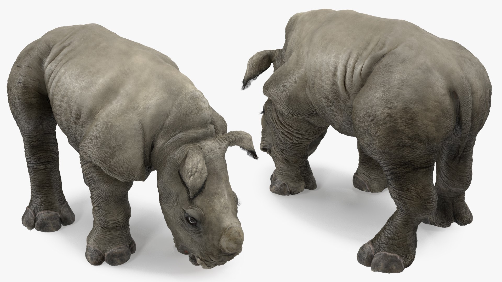 Baby Rhino Drinking Pose Fur 3D model preview