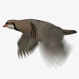 Chukar Partridge (Animated)